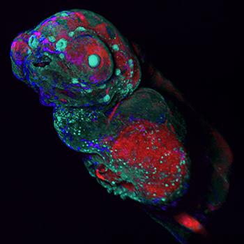 Sixth Annual photo contest Portrait of a Zebrafish 