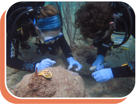 divers inspecting corals