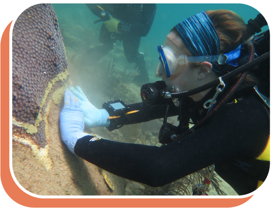 diver touching coral